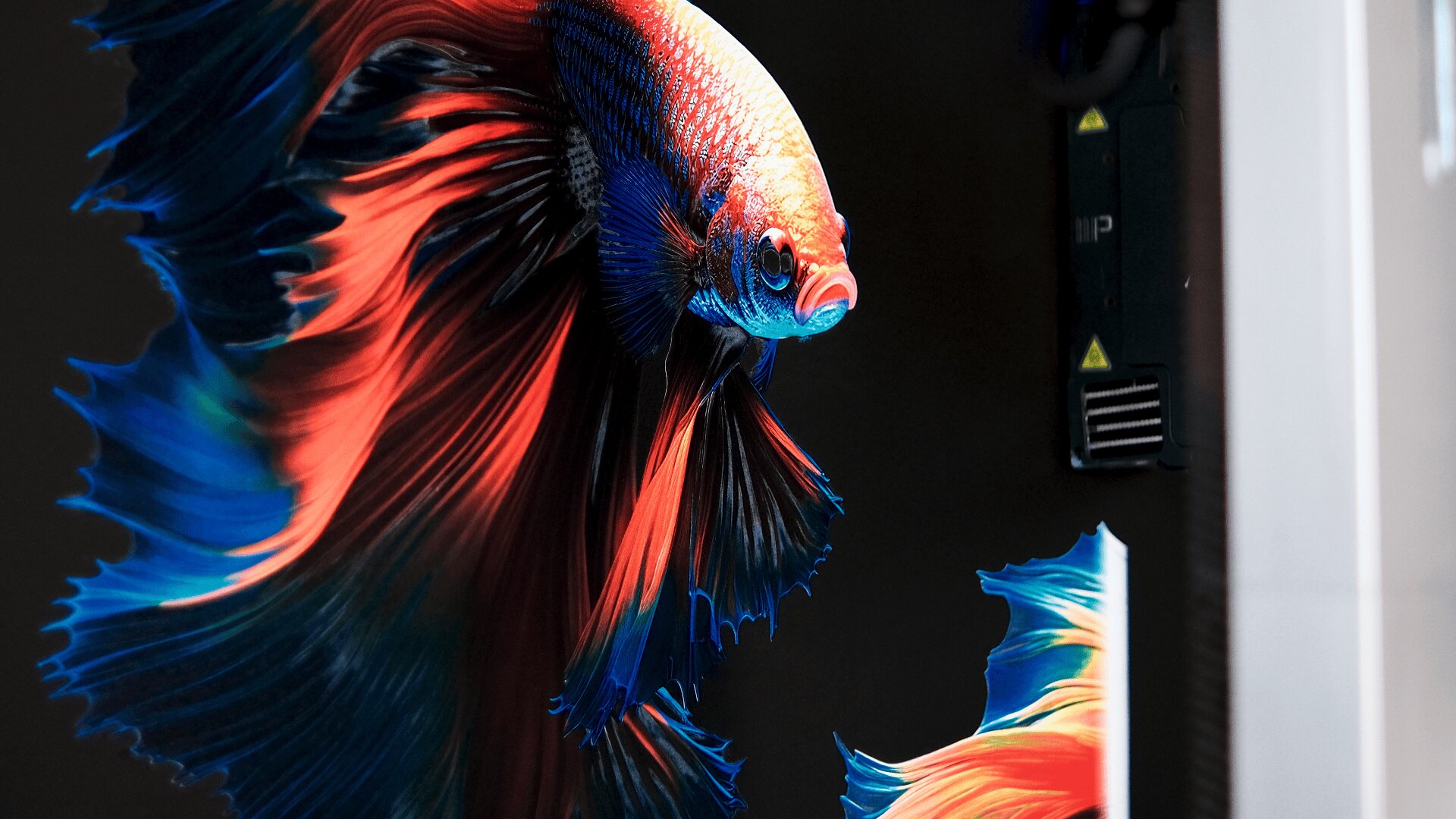 Auf einem Bildschirm oder Monitor wird vor dunklem Hintergrund ein farbenfroher Kampffisch mit leuchtend roten, orangefarbenen und blauen Flossen angezeigt, wobei auf der rechten Seite ein Teil des Geräts und ein heller Rand sichtbar sind.
