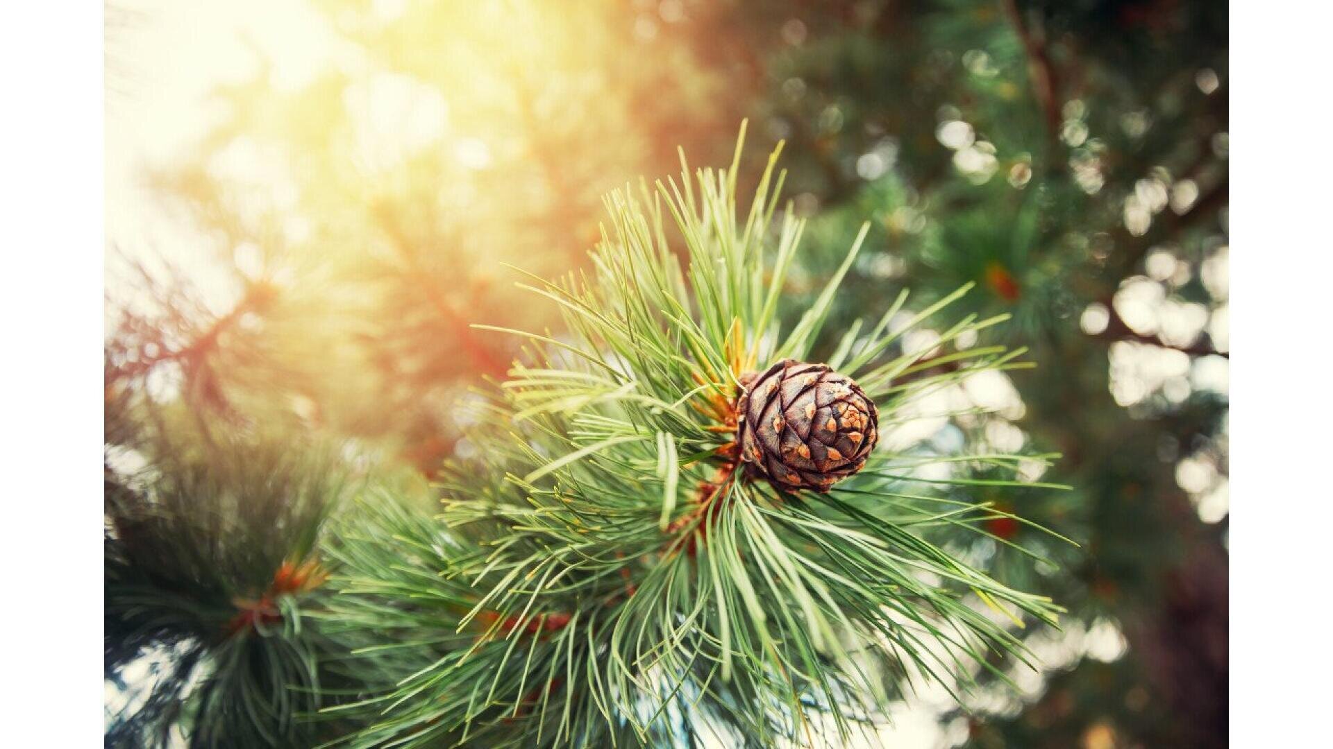 Close-up of a pine tree branch with long green needles and a single small pine cone, sunlight softly shining through the background, creating a warm and natural outdoor atmosphere.